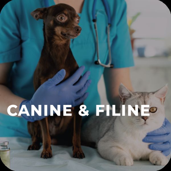 CANINE ET FELINE