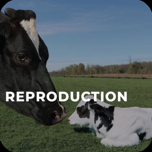 REPRODUCTION